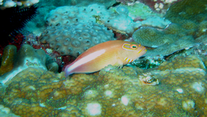 Paracirrhites arcatus (副)縮圖