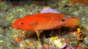 Cephalopholis leopardus (豹紋九棘鮨)縮圖