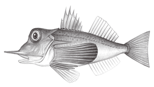 Pterygotrigla multiocellata (多斑棘角魚)縮圖