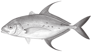 Carangoides orthogrammus (直線若鰺)縮圖