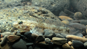 Bathygobius fuscus (褐深鰕虎)縮圖
