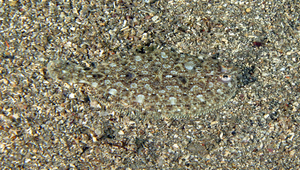 Engyprosopon multisquama (多鱗短額鮃)縮圖