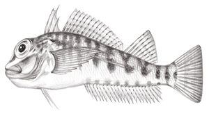 Helcogramma inclinata (三角彎線鳚)縮圖