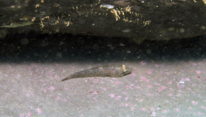 Conidens laticephalus (黑紋錐齒喉盤魚)-資源代表圖