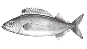 Rexea prometheoides (短帶鰆)-資源代表圖