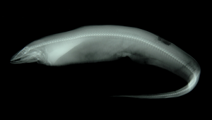 Histiobranchus bathybius (深海旗鰓鰻)-資源代表圖