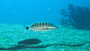 Lutjanus decussatus (交叉笛鯛)縮圖