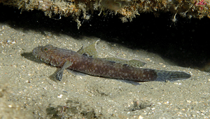 Callogobius snelliusi (史氏硬皮鰕虎)