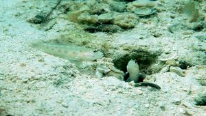 Ctenogobiops mitodes (絲鰭櫛眼鰕虎)