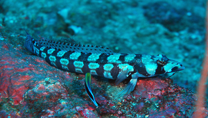 Parapercis tetracantha (四棘擬鱸)縮圖