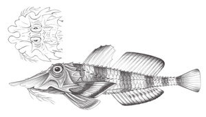 Gargariscus prionocephalus (波面黃魴鮄)-資源代表圖