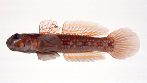 Istigobius hoshinonis (和歌銜鰕虎)縮圖