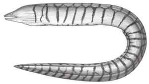 Gymnothorax ypsilon (丫環裸胸鯙)縮圖