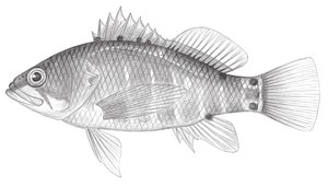 Plectranthias longimanus (長臂棘花鱸)縮圖