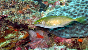 Siganus fuscescens (褐臭肚魚)縮圖