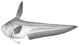 Ateleopus purpureus (紫軟腕魚)-資源代表圖