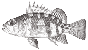 Plectranthias helenae (海倫氏棘花鱸)縮圖