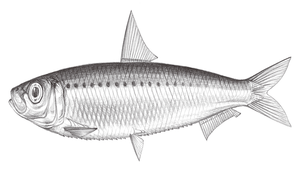 Amblygaster sirm (西姆鈍腹鯡)縮圖