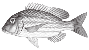 Lethrinus ornatus (黃帶龍占魚)縮圖