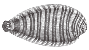 Zebrias crossolepis (纓鱗條鰨)縮圖