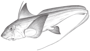Chimaera phantasma (黑線銀鮫)縮圖