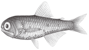 Benthosema pterotum (七星底燈魚)縮圖