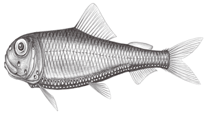 Ichthyococcus elongatus (長體頜光魚)縮圖