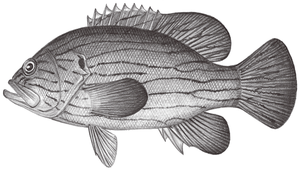 Cephalopholis formosa (臺灣九刺鮨)縮圖