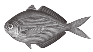 Psenes cyanophrys (玻璃玉鯧)縮圖