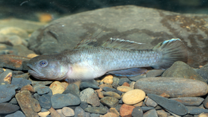 Mugilogobius abei (阿部氏鯔鰕虎)-資源代表圖