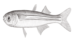 Atherion elymus (糙頭細銀漢魚)縮圖