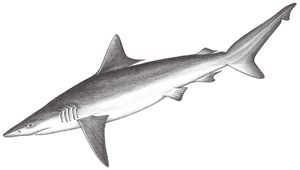 Carcharhinus macloti (麥氏真鯊)縮圖