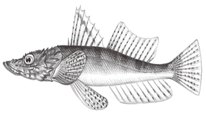 Thysanophrys longirostris (長吻多棘牛尾魚)縮圖