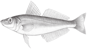 Sillago japonica (日本沙鮻)縮圖