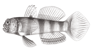 Amblyeleotris ogasawarensis (小笠原鈍塘鱧)縮圖