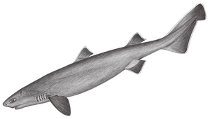 Dalatias licha (鎧鯊)縮圖