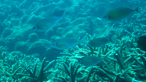 Siganus argenteus (銀臭肚魚)-資源代表圖