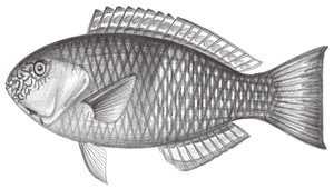 Scarus rivulatus (雜紋鸚哥魚)-資源代表圖