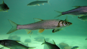 Distoechodon tumirostris (圓吻鯝)縮圖