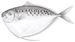 Mene maculata (眼眶魚)
