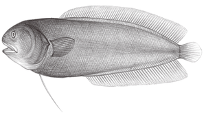 Alionematichthys minyomma (小眼海鼬魚)縮圖