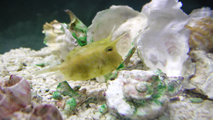 Lactoria cornuta (角箱魨)-資源代表圖