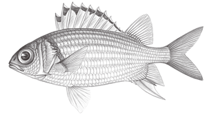 Sargocentron punctatissimum (斑紋棘鱗魚)縮圖