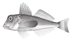 Lepidotrigla hime (姬鱗角魚)縮圖