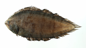 Symphurus multimaculatus (多斑無線鰨)-資源代表圖