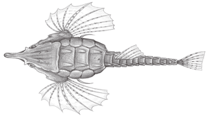 Pegasus laternarius (海蛾魚)縮圖