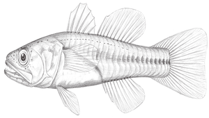 Gymnapogon japonicus (日本裸天竺鯛)-資源代表圖