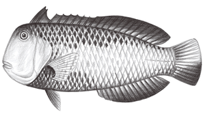 Iniistius geisha (黑背項鰭魚)縮圖