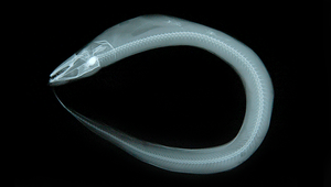 Bathycongrus retrotinctus (網格深海糯鰻)縮圖