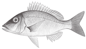 Lethrinus lentjan (烏帽龍占魚)-資源代表圖